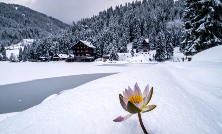 Abant Gölü Kar Manzaraları 2025: Beyazın ve Huzurun Büyüsü