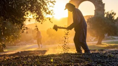 Milas Zeytin Hasat Şenliği 2025: Bin Yıllık Lezzet